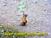 Wer nimmt mich mit?