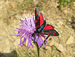 roter schmetterling