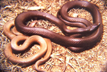Brown Snake