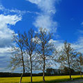 Rapsfeld