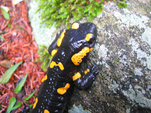 Salamander
