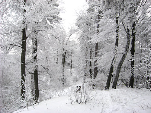 Hoher Lindkogel