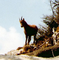 Begegnung mit einem Steinbock