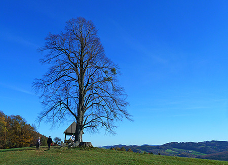 Vierbrüderbuche