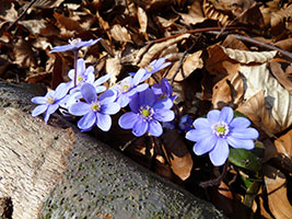 Leberblümchen