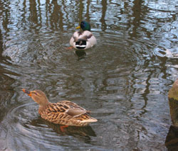 Auch sie fühlen sich wohl - Enten in ihrem Element