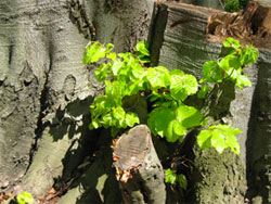 Baum mit Nachwuchs