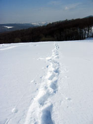 Spuren im Schnee