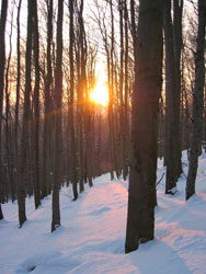 Der Wienerwald bei Sonnenuntergang